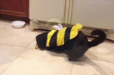 overwhelmed-bee