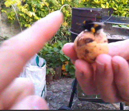bee-high-five