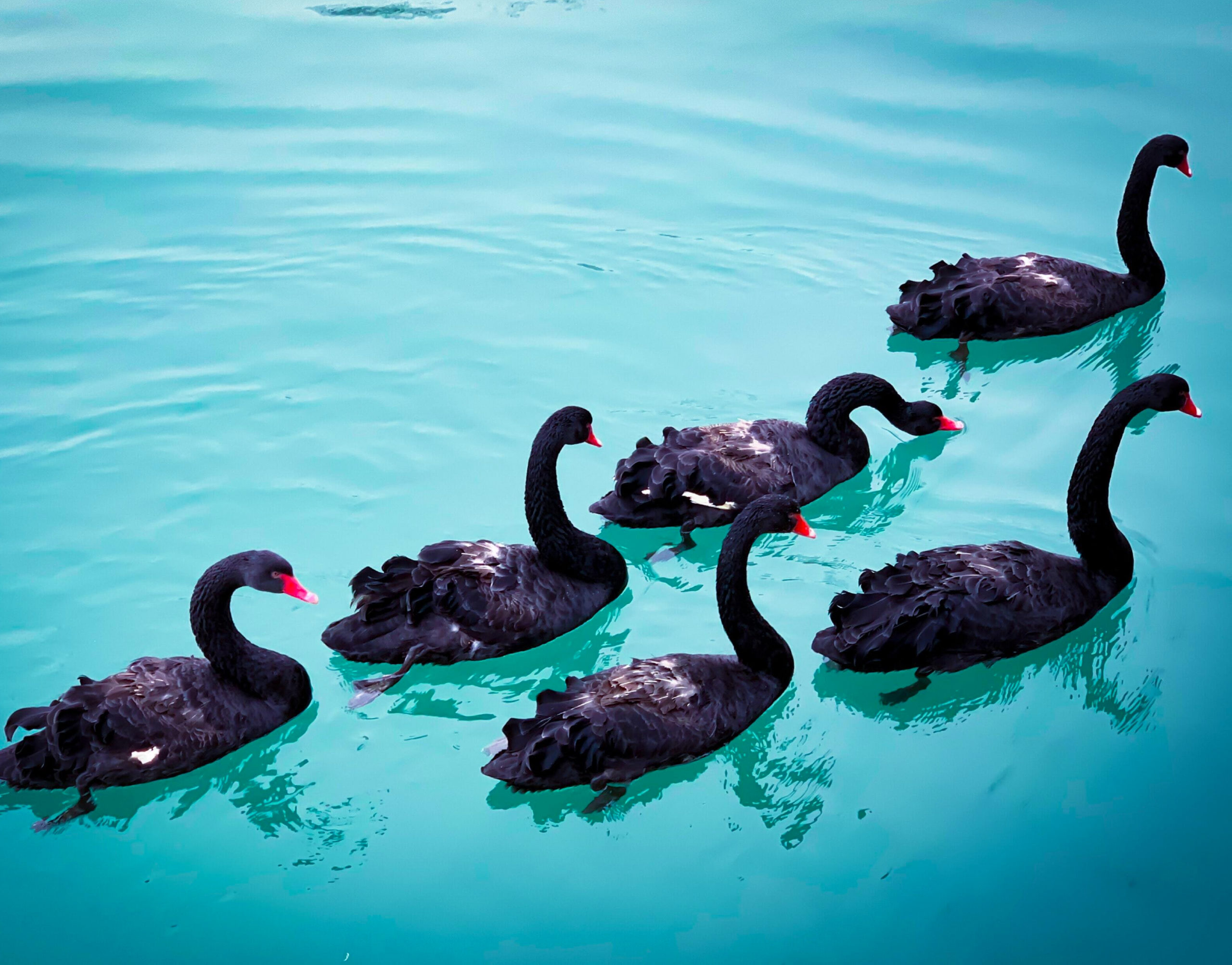 black swans