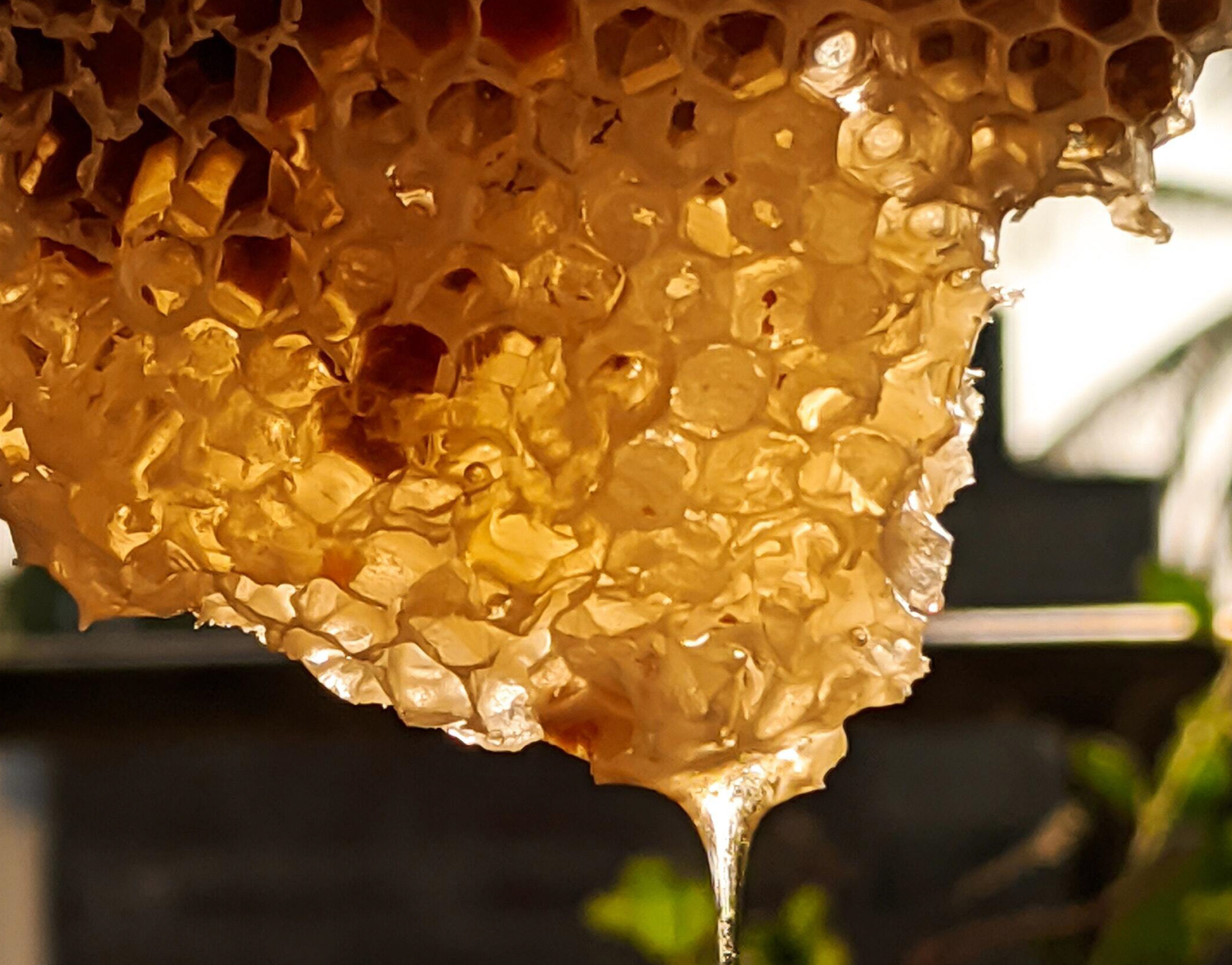 honey dripping from honeycomb