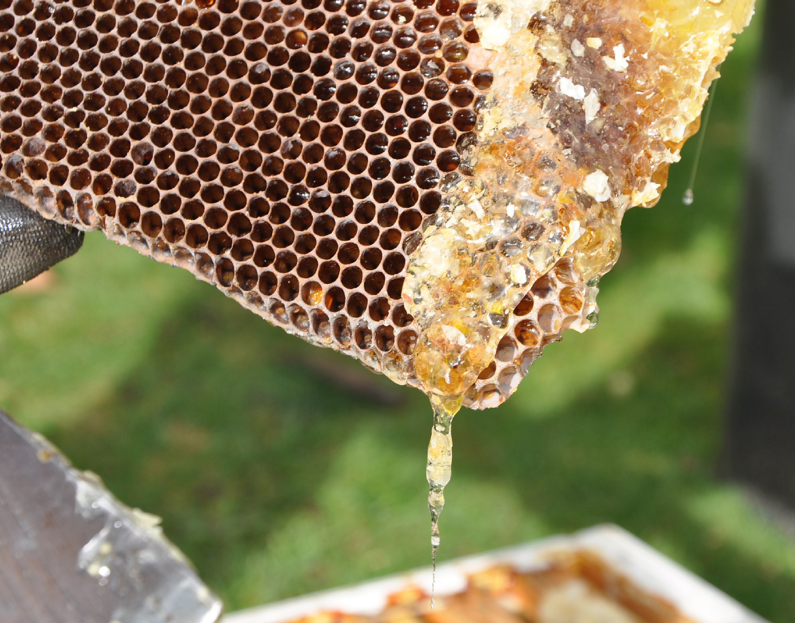 honey dripping from honeycomb