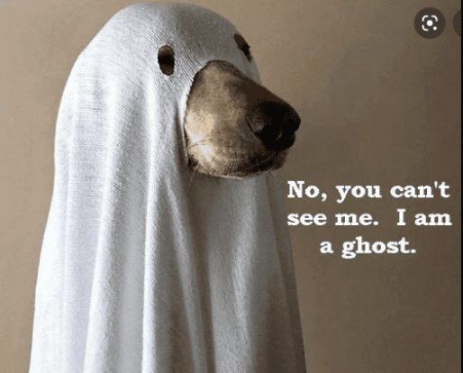 Meme of a dog dressed up as a ghost that says, “No, you can’t see me. I am a ghost.”